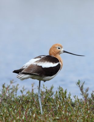 American Avocet