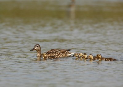 Blue-wing Teal