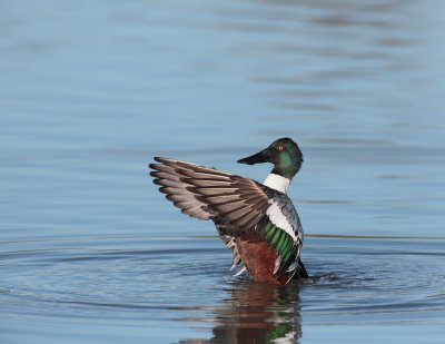 Shoveler