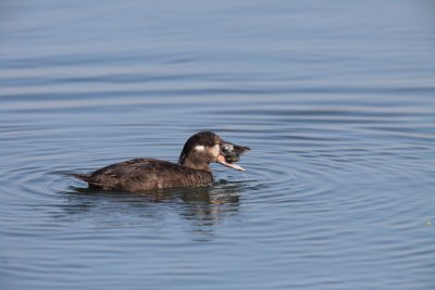 Surf Scoter