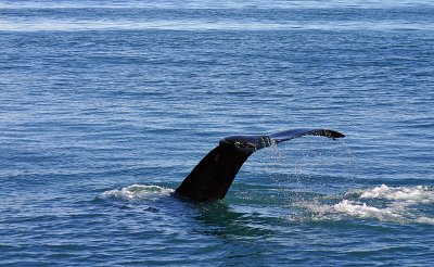 Whale watching - Iceland