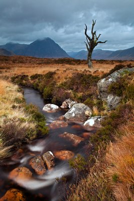 That dead tree again on  Rannoch Moor