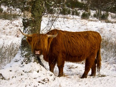 Heilan Coo in Glen Tanar