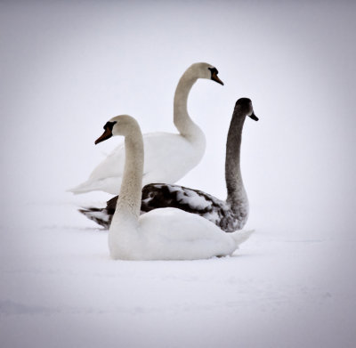 Take 3  - Rather cold swans