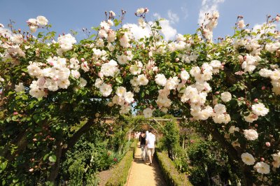 Mottisfont Abbey Rose Garden