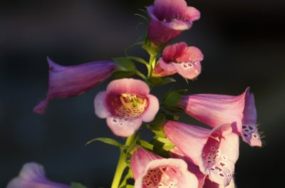 Image0001.jpg