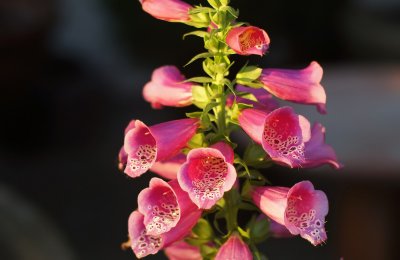 Image0003.jpg