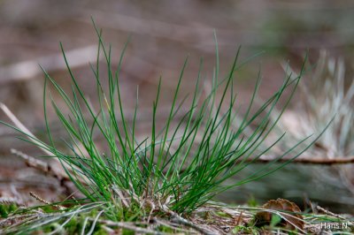 Grass in European Spruce Forest