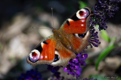 Peacock Butterfly (Inachis io)
