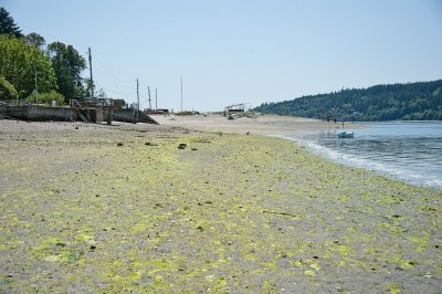 Beach at low tide looking South