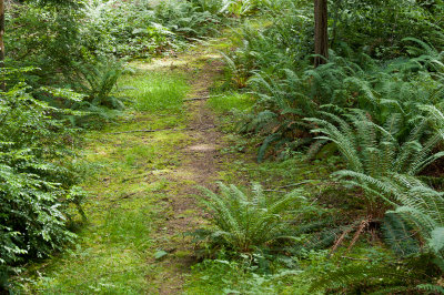 Trail running thru the property