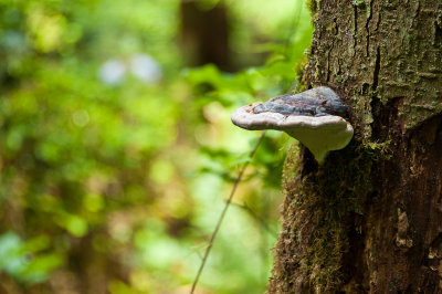 Mushroom on tree