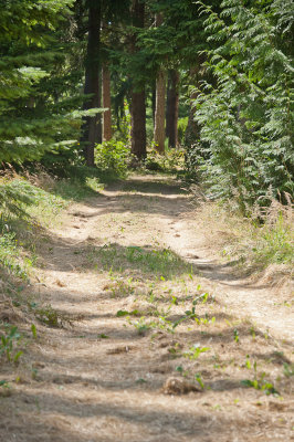 Trail around the perimeter of the property