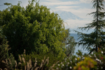 Mt. Rainier