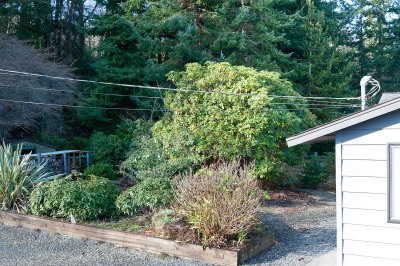 Garden in the back yard