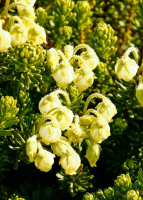 PAW26 - Bell Heather