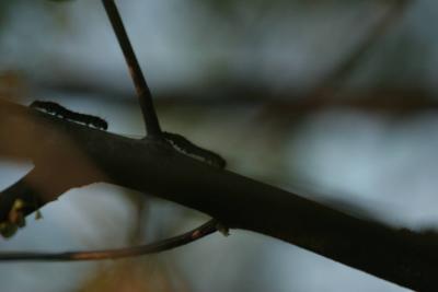 Eastern Tent Caterpillar - Malacosoma americanum