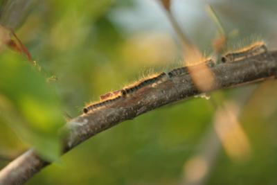 Eastern Tent Caterpillar - Malacosoma americanum