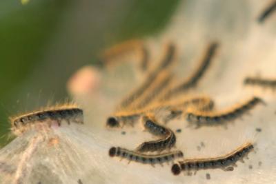 Eastern Tent Caterpillar - Malacosoma americanum