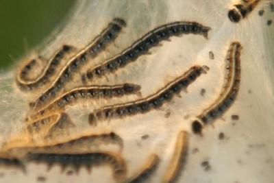 Eastern Tent Caterpillar - Malacosoma americanum