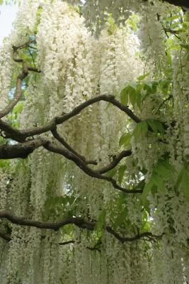 Longwood Gardens