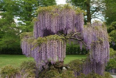 Longwood Gardens