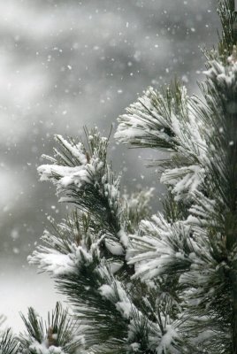Snowy Pine