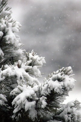 Snowy Pine