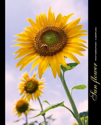 Sunflower02.jpg