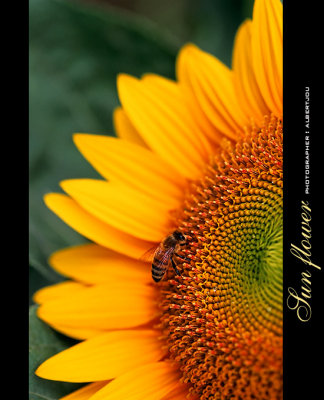 Sunflower03.jpg