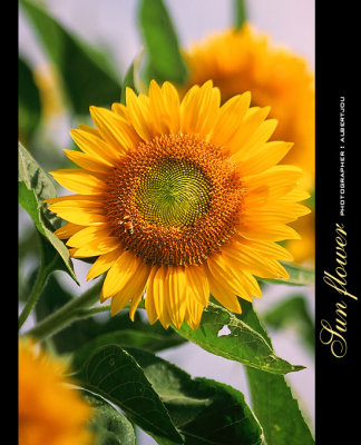 Sunflower04.jpg