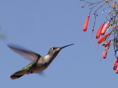 Ruby Throted Hummer