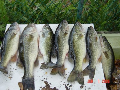 bass