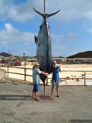 Ascension Marlin