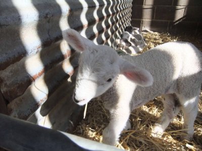 Lambing season
