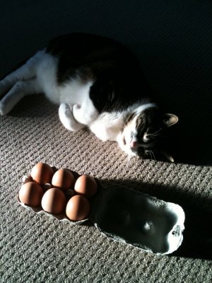 Lily & the eggs