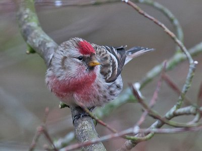 Redpoll male - Gråsisken - Carduelis flammea