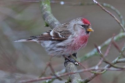 Redpoll male - Gråsisken - Carduelis flammea