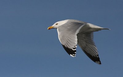 Herring Gull - Sølvmåge - Larus argentus