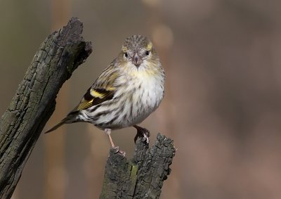 Sisken female - Grnsisken - Carduelis spinus