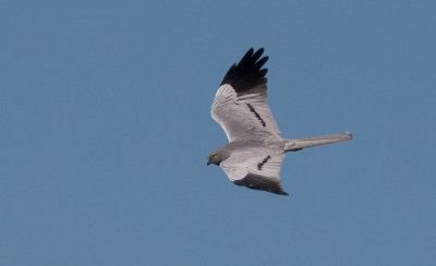 Montagus Harrier male - Hedehg - Circus pygarcus