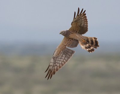 Montagus Harrier female - Hedehg - Circus pygarcus