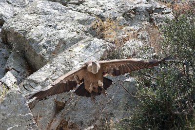 Griffon Volture - Gsegrib -Gyps fulvus