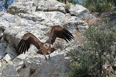 Griffon Volture - Gsegrib -Gyps fulvus