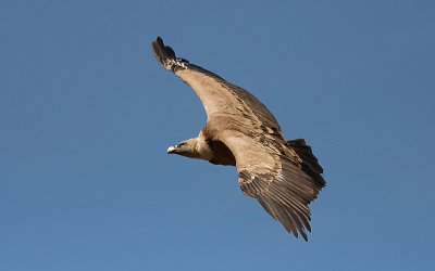 Griffon Volture - Gsegrib -Gyps fulvus