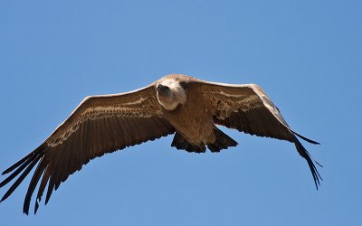 Griffon Volture - Gsegrib -Gyps fulvus