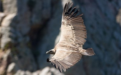 Griffon Volture - Gsegrib -Gyps fulvus