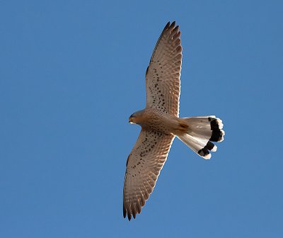 Lesser Kestrel - Lille Trnfalk  - Falco naumanni