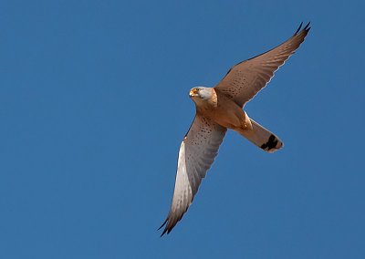 Lesser Kestrel - Lille Trnfalk  - Falco naumanni