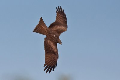 Black Kite - Sort Glente - Milvus nigrans